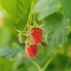 Caroline Raspberry Live Plant 4" Pot - Fall-Bearing, Sweet Berries - Image 1