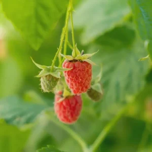 Caroline Raspberry Live Plant 4