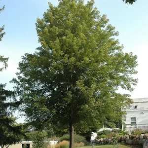 Celebration Maple Tree Live Plant – 1-2 ft Quart Pot – Deciduous Shade Tree - Image 2