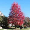 Celebration Maple Tree Live Plant – 1-2 ft Quart Pot – Deciduous Shade Tree - Image 1