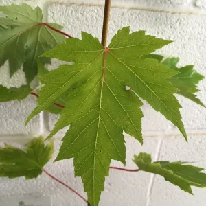Celebration Maple Tree Live Plant – 1-2 ft Quart Pot – Deciduous Shade Tree - Image 3