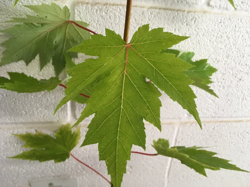 Celebration Maple Tree Live Plant – 1-2 ft Quart Pot – Deciduous Shade Tree - Image 3