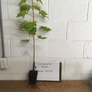 Celebration Maple Tree Live Plant – 1-2 ft Quart Pot – Deciduous Shade Tree - Image 4