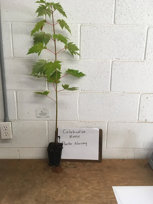 Celebration Maple Tree Live Plant – 1-2 ft Quart Pot – Deciduous Shade Tree - Image 4