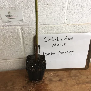 Celebration Maple Tree Live Plant – 1-2 ft Quart Pot – Deciduous Shade Tree - Image 5