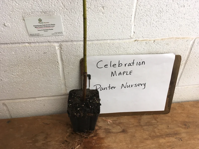 Celebration Maple Tree Live Plant – 1-2 ft Quart Pot – Deciduous Shade Tree - Image 5