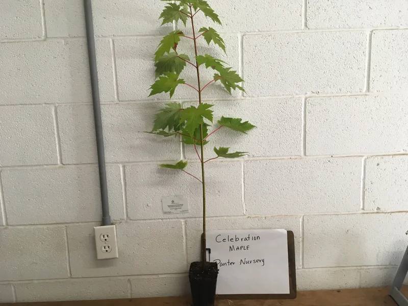 Celebration Maple Tree Live Plant – 1-2 ft Quart Pot – Deciduous Shade Tree - Image 6