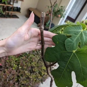 Celeste Fig Live Plant - 5-9