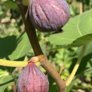 Celeste Fig Live Plant - 5-9