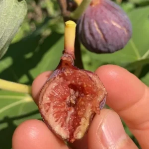 Celeste Fig Live Plant - 5-9