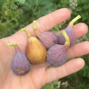 Celeste Fig Live Plant - 5-9