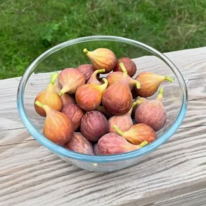 Celeste Fig Live Plant - 5-9