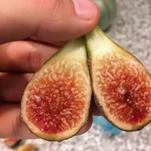 Celeste Fig Live Plant - 5-9