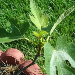 Celeste Fig Live Plant - 5-9