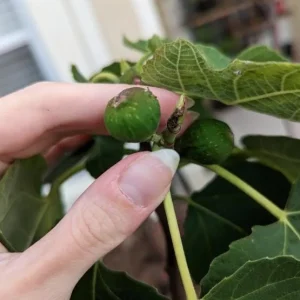 Celeste Fig Live Plant - 5-9