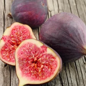 Celeste Fig Live Plant - Set of 2 Ficus carica Saplings, 4-6