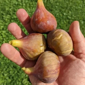 Celeste Fig Live Plant - Set of 2 Ficus carica Saplings, 4-6