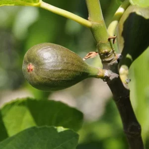 Celeste Fig Live Plant - Set of 2 Ficus carica Saplings, 4-6