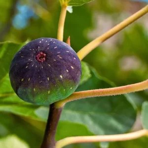 Celeste Fig Live Plant - Set of 2 Ficus carica Saplings, 4-6