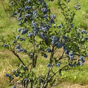 Chandler Blueberry Live Plant – Set of 2 – 4-6