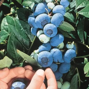 Chandler Blueberry Live Plant – Set of 2 – 4-6