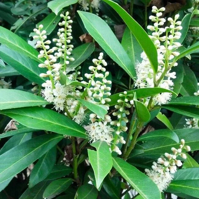 Cherry Laurel Live Plant – 6-12" Tall – Potted Shrub – Evergreen – 2.5" Pot - Image 5