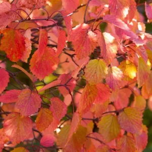 Chicago Lustre Viburnum Shrub Live Plant - 2.5