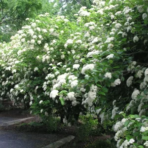 Chicago Lustre Viburnum Shrub Live Plant - 2.5