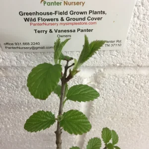 Chicago Lustre Viburnum Shrub Live Plant - 2.5