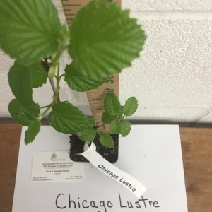 Chicago Lustre Viburnum Shrub Live Plant - 2.5