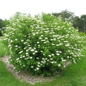 Chicago Lustre Viburnum Shrub Live Plant - 2.5