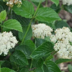 Chicago Lustre Viburnum Shrub Live Plant - 2.5" Pot, 10-18" Tall, Zones 5-8 - Image 1