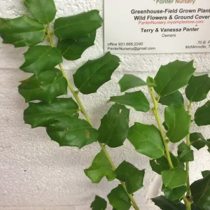 China Girl Holly Live Plant 6-12