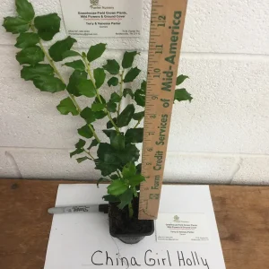China Girl Holly Live Plant 6-12