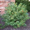 China Girl Holly Live Plant 6-12" Tall, 2.5" Pot - Evergreen Shrub - Image 1