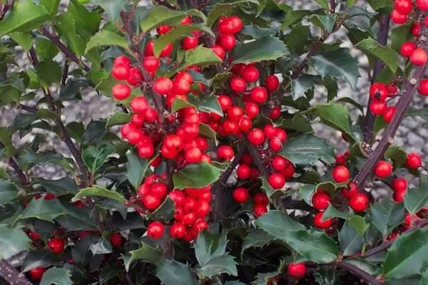 China Girl Holly Live Plant 6-12" Tall Evergreen Shrub 2.5" Pot Zone 4-9 - Image 2