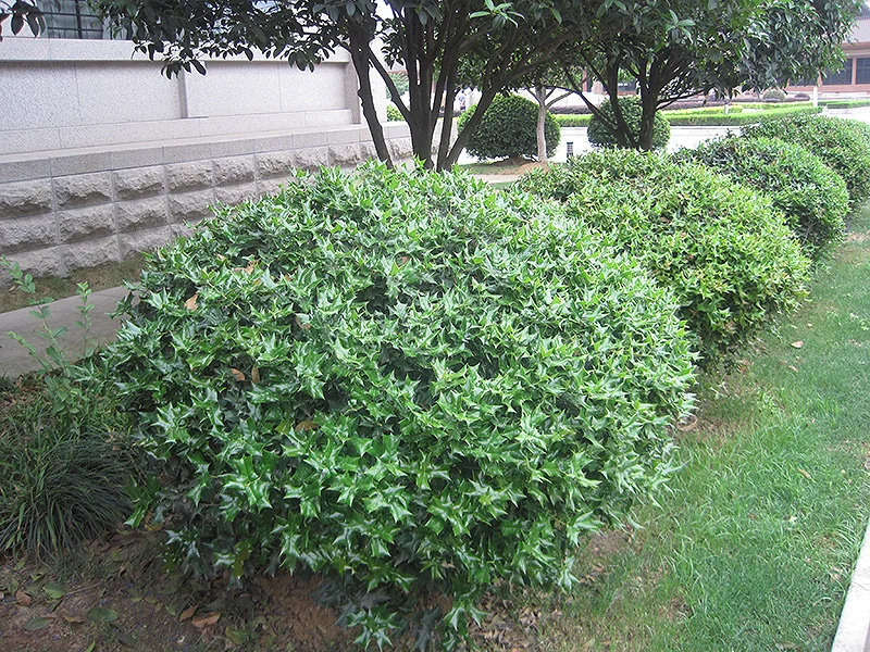 China Girl Holly Live Plant 6-12" Tall Evergreen Shrub 2.5" Pot Zone 4-9 - Image 3