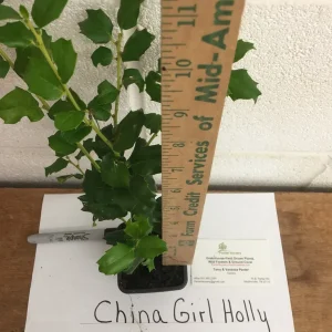China Girl Holly Live Plant 6-12
