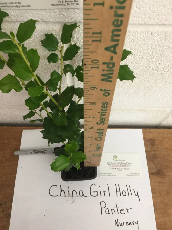 China Girl Holly Live Plant 6-12" Tall Evergreen Shrub 2.5" Pot Zone 4-9 - Image 4