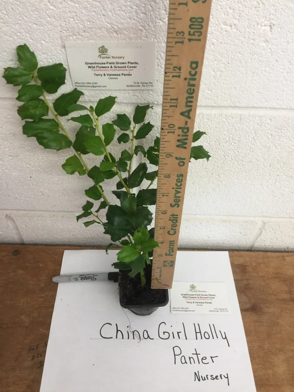 China Girl Holly Live Plant 6-12" Tall Evergreen Shrub 2.5" Pot Zone 4-9 - Image 6