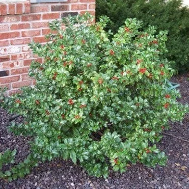 China Girl Holly Live Plant 6-12" Tall Evergreen Shrub 2.5" Pot Zone 4-9 - Image 1