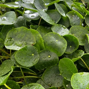 Chinese Money Plant Live (Pilea Peperomioides) - 4 inch Pot Indoor Houseplant - Image 2