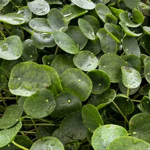 Chinese Money Plant Live (Pilea Peperomioides) - 4 inch Pot Indoor Houseplant - Image 3