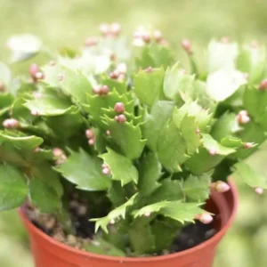 Christmas Cactus Live Plant - 4 inch or 6 inch Pot - Indoor Holiday Plant - Image 2
