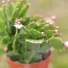 Christmas Cactus Live Plant - 4 inch or 6 inch Pot - Indoor Holiday Plant - Image 1