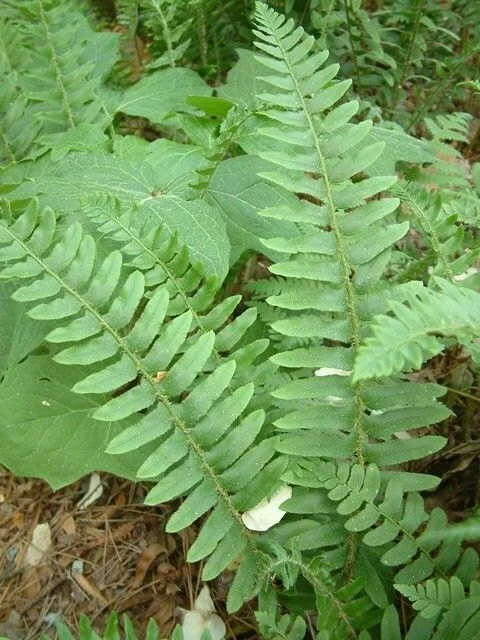 Christmas Fern Bare Root Plants - 5 Count Polystichum acrostichoides - Zones 4-9 - Image 5