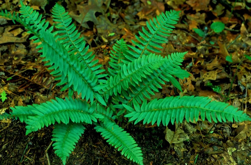 Christmas Fern Bare Root Plants - 5 Count Polystichum acrostichoides - Zones 4-9 - Image 1