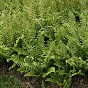 Christmas Fern Bare Root Plants - 5 Pack Polystichum acrostichoides, Hardy Zones 4-9 - Image 2