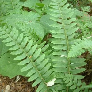 Christmas Fern Bare Root Plants - 5 Pack Polystichum acrostichoides, Hardy Zones 4-9 - Image 5