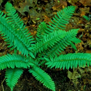Christmas Fern Bare Root Plants - 5 Pack Polystichum acrostichoides, Hardy Zones 4-9 - Image 1